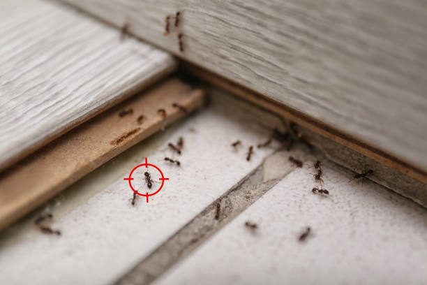 Best Pest Control Near Me  in Pana, IL