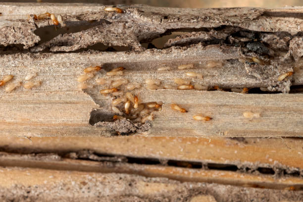 Best Bed Bug Extermination  in Pana, IL