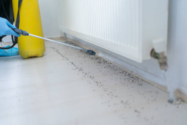 Best Ant Control Services  in Pana, IL